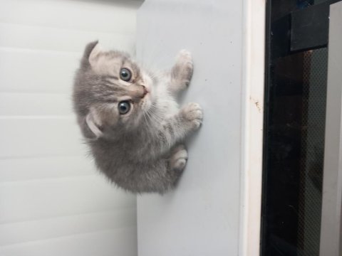 8 Yavru Kedimiz Sahiplendirilecek