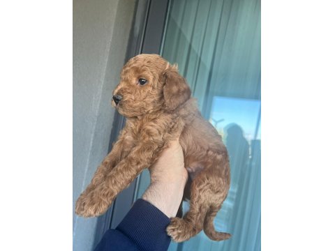 Poodle Kendi Yavrularımız