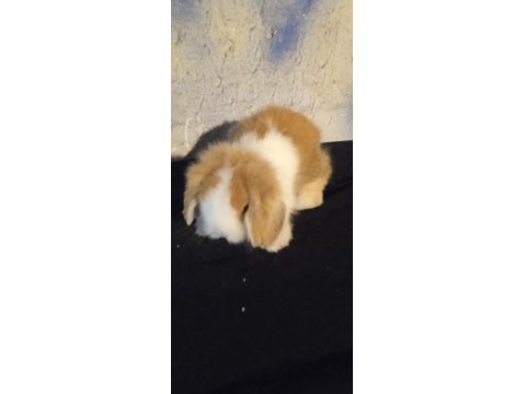Orjinal Safkan Teddy Lop Yavru Tavşanlar