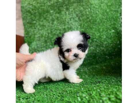 0 Numara Morkie Yavrular