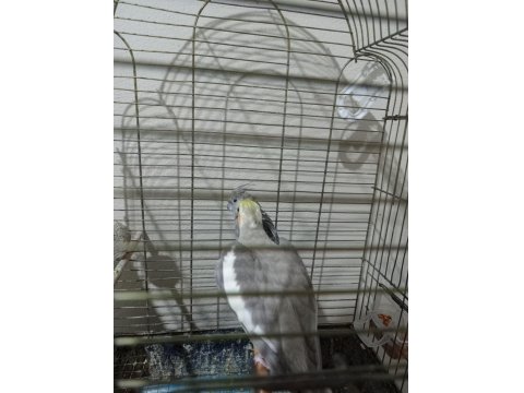 Ucuz Sultan Çift Sultan Papağanı