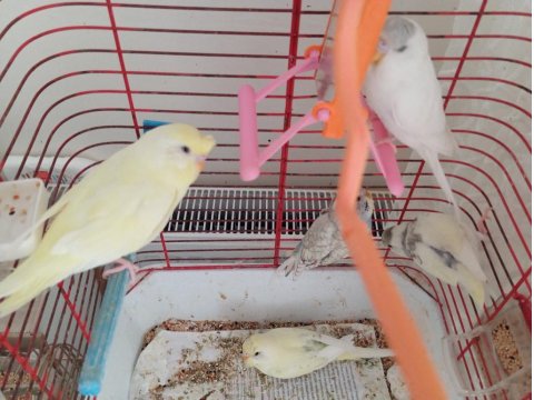 Ele Alışık Genç Muhabbet Kuşları