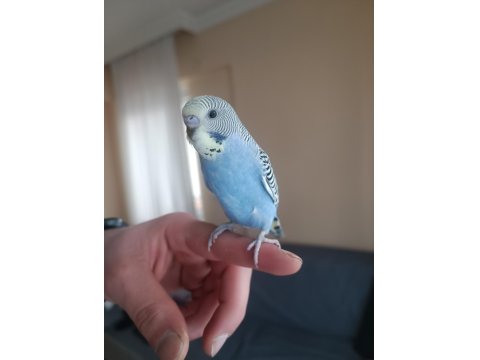 Ele Kola Alışkın Yeni Yeme Düşen Erkek Yavru Muhabbet Kuşu