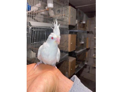 Albino Sultan Papağanı 40 Günlük