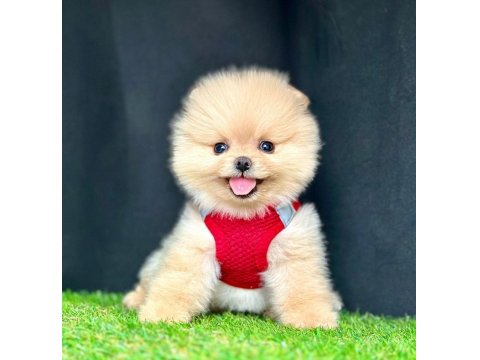 Safkan Ve Karneli Pomeranian Boo Yavrularımız