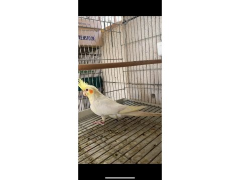 Sultan Papağanı 3 Aylık