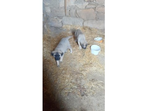 Sivas'tan Has Kangal Köpeği Yavrular