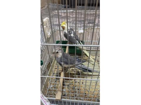 Konuşan Sultan Papağanlar