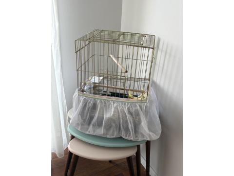 8 Aylık Sultan Papağanı Kafesi Ve Malzemeleriyle