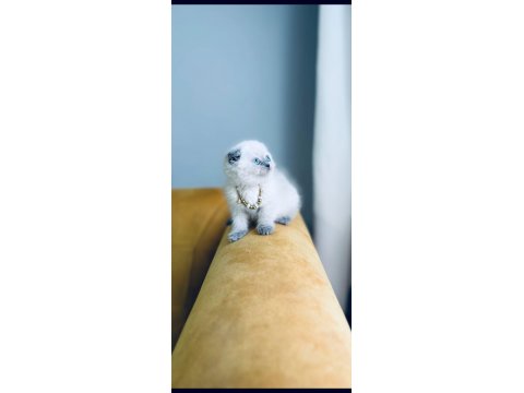 Kedilerim Sahiplendirilecektir