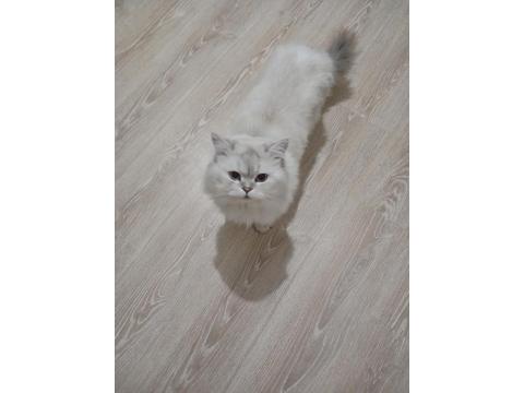 Ücretsiz Sahiplendirme Kedimiz