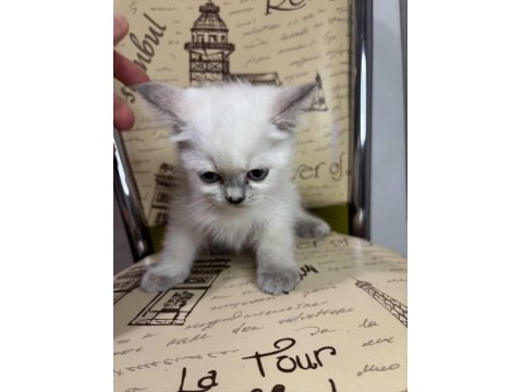 2 Aylık Blue Point Dişi British Kızımız