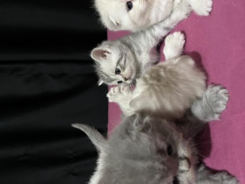 Scottish Fold Ve Straight 2 Aylık Yavrular