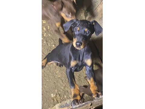 Sert Doberman