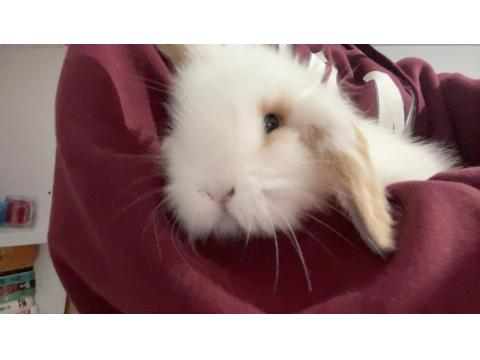 2 Aylık Hollanda Lop Tavşanı