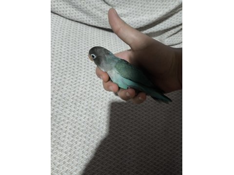 Yeni Yeme Düşmüş Evcil Cennet Papağanı