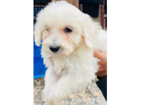 Minik Bir Mutluluk Topu Maltese Terrier