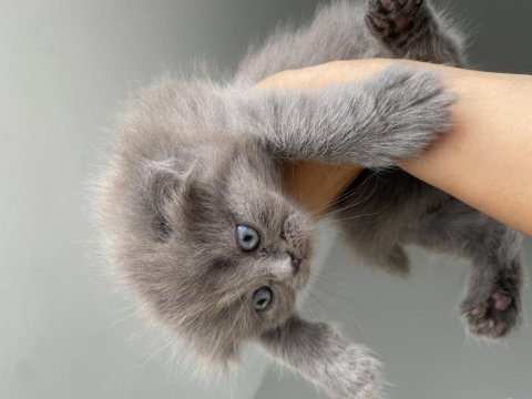 Maviş 35 Günlük Saf Kan Scottish Fold Gri