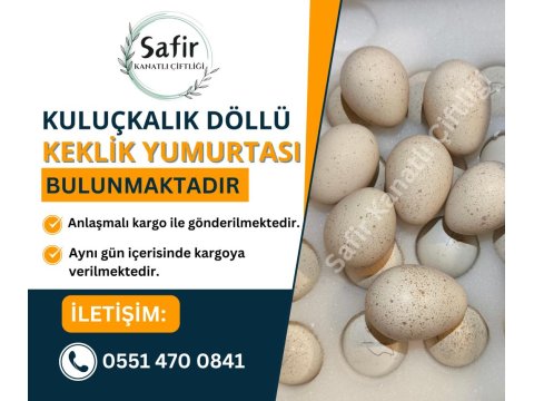 Kuluçkalık Keklik Yumurtası