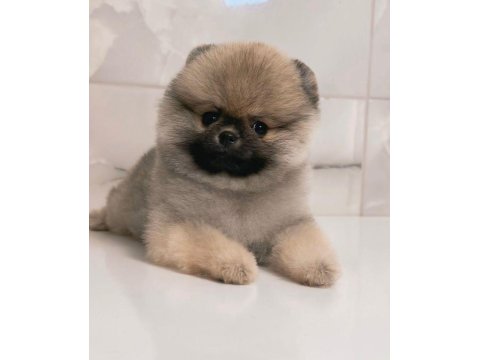 Dişi 3 Aylık Teacup Boy Teddy Bear Garantili Pomeranian