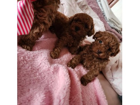 Toy Poodle 3 Aylık