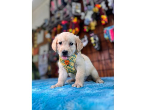 Altın Kalpli Yavru Golden Retriever Yeni Yuvaya Hazır!