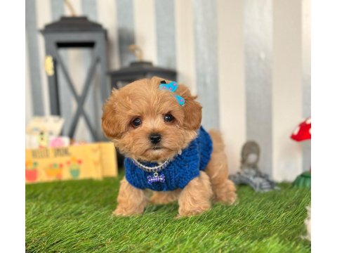 Maltipoo Köpeği Yavrular