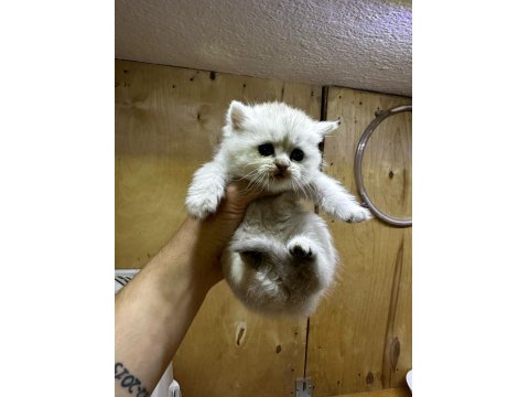 British Longhair Golden Point 37 Günlük Dişi