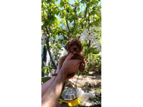 Sevimli Irk Toy Poodle