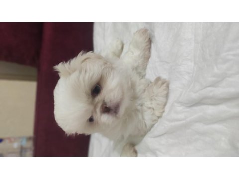 2 Aylık Pekingese Yavrular