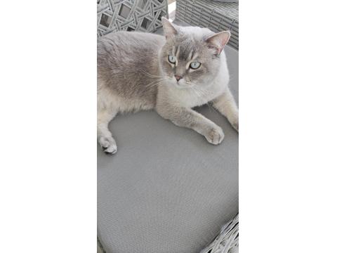 4 Yaşında Kısırlaştırılmış Erkek Kedi