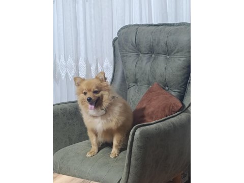 Eğitimli Pomeranian Köpeği