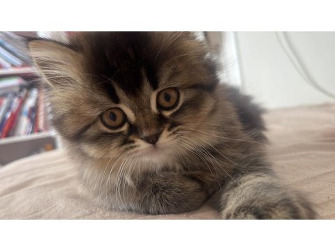 British Longhair Cinsi Kedimiz