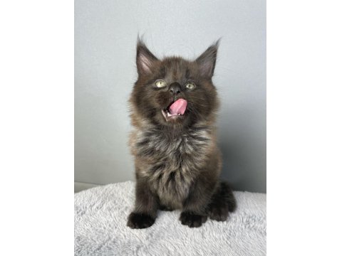 Safkan Maine Coon 03.03.2025 Doğumlu