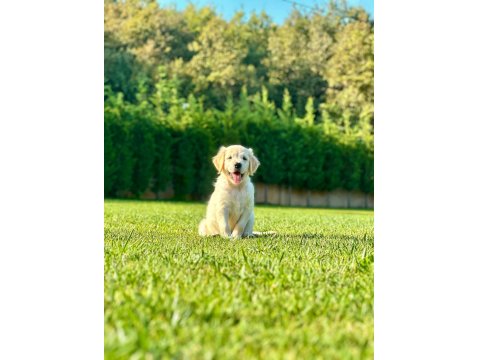 Safkan Golden Retriever Bebeklerimiz