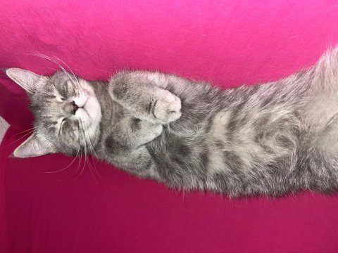 Dişi British Kedimiz Gri