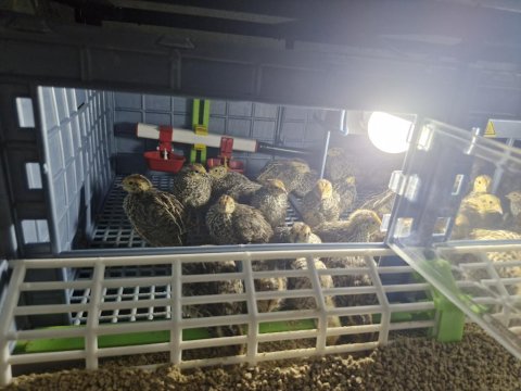 Bıldırcın Yavrularımız