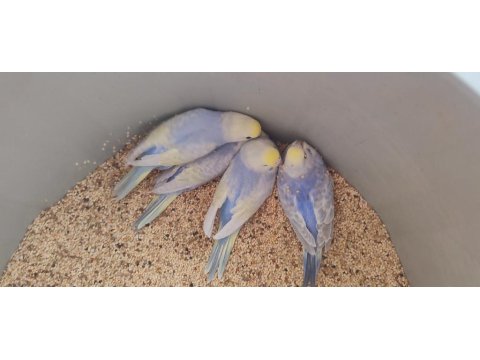 35 Günlük Rainbow Muhabbet Kuşlar