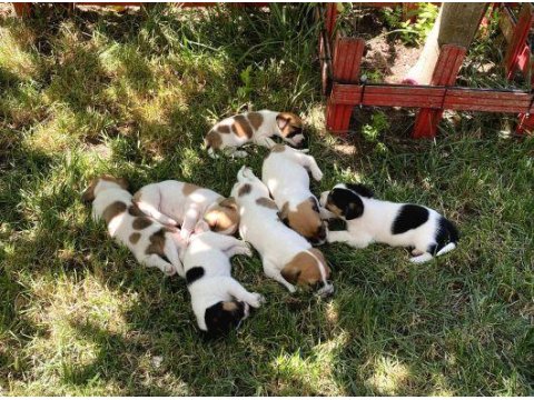 Jack Russell Yavru Köpekler