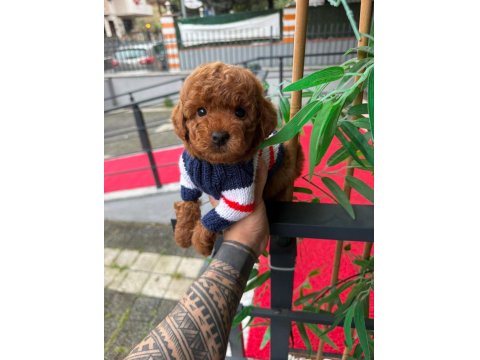 Orjinal Poodle Yavru Köpekleri