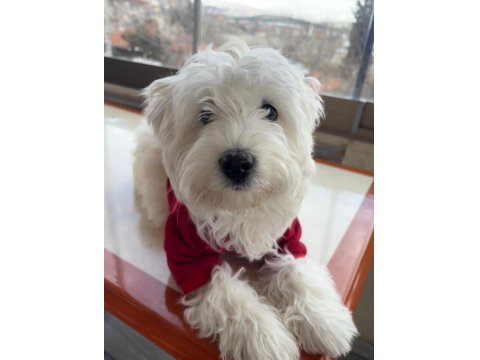 Kıpır Kıpır Maltese