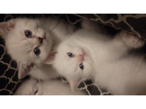 Safkan British Shorthair Yavrularımız