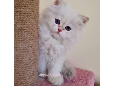 Golden Point British Longhair Yavru Erkek