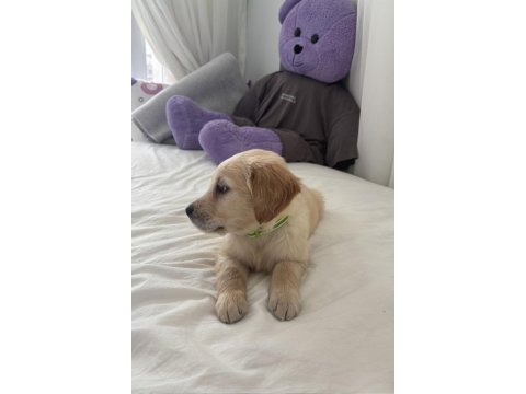 Irk Garantili Golden Retriever Yavru - Tüm Eşyalarıyla Teslim