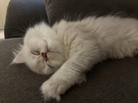 British Longhair Bebeklerimize Yuva Arıyoruz