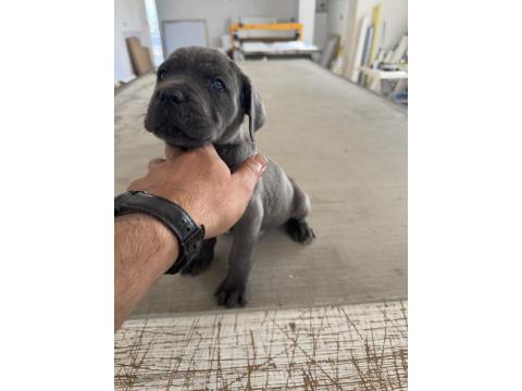 Blue Cane Corso Yavruları