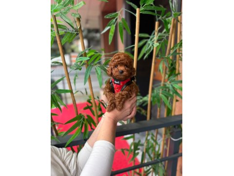 Mini Toy Poodle Yavrular - Çok Sevimli