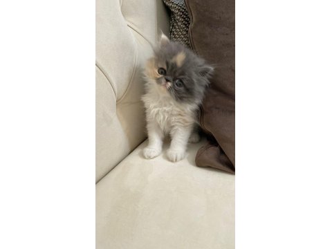 50 Gün Dişi Exotic Kedimiz