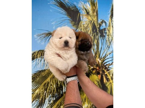 Irk Ve Sağlık Garantili Mor Dil Chow Chow Bebekler