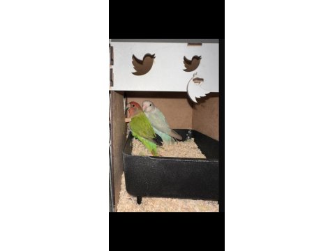 Yumurtalı Sevda Papağanları Genç Çift